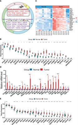 The chromosomal instability 25 gene signature is identified in clear cell renal cell carcinoma and serves as a predictor for survival and Sunitinib response